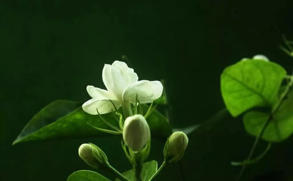 茉莉花与咖啡的三种创意搭配:奶咖、冷萃与手冲做法详解 茉莉花与咖啡的三种创意搭配:奶咖、冷萃与手冲做法详解