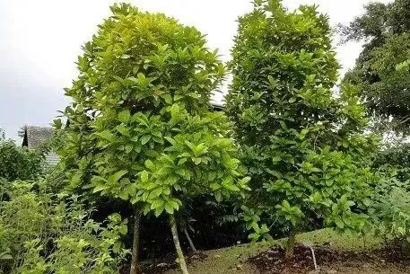 利比里卡为何在菲律宾扎根最深?从大粒种身世到硬汉咖啡的崛起历程 利比里卡为何在菲律宾扎根最深?从大粒种身世到硬汉咖啡的崛起历程