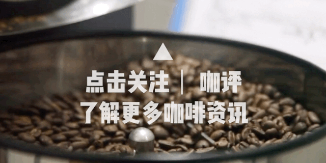 肯尼亚Ruiru 11咖啡品种解析:抗病高产背后的育种历程与风味争议 肯尼亚Ruiru 11咖啡品种解析:抗病高产背后的育种历程与风味争议