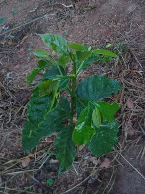巴西COE罕见获奖豆种解析：MGS Paraíso 2、Catucaí 2SL与Starmaya的品种特性