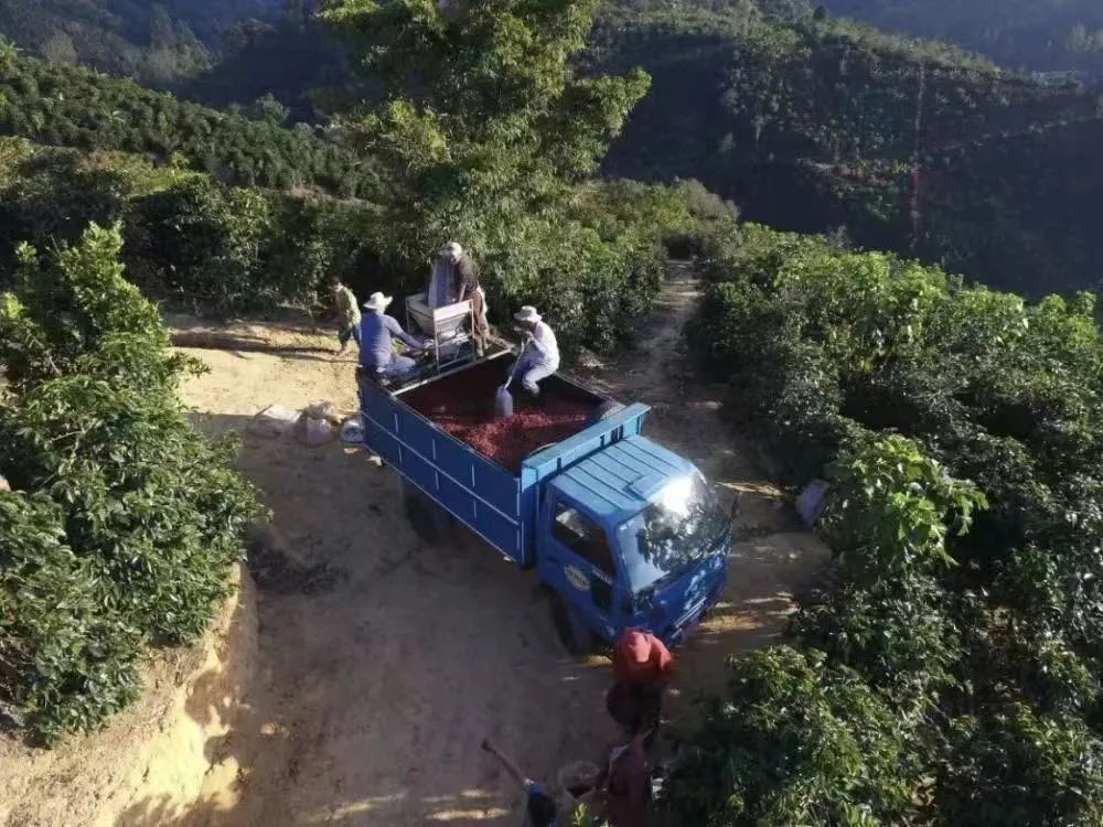 哥斯达黎加音乐家系列中的F1与H1:两个咖啡品种的来历与风味解析 哥斯达黎加音乐家系列中的F1与H1:两个咖啡品种的来历与风味解析