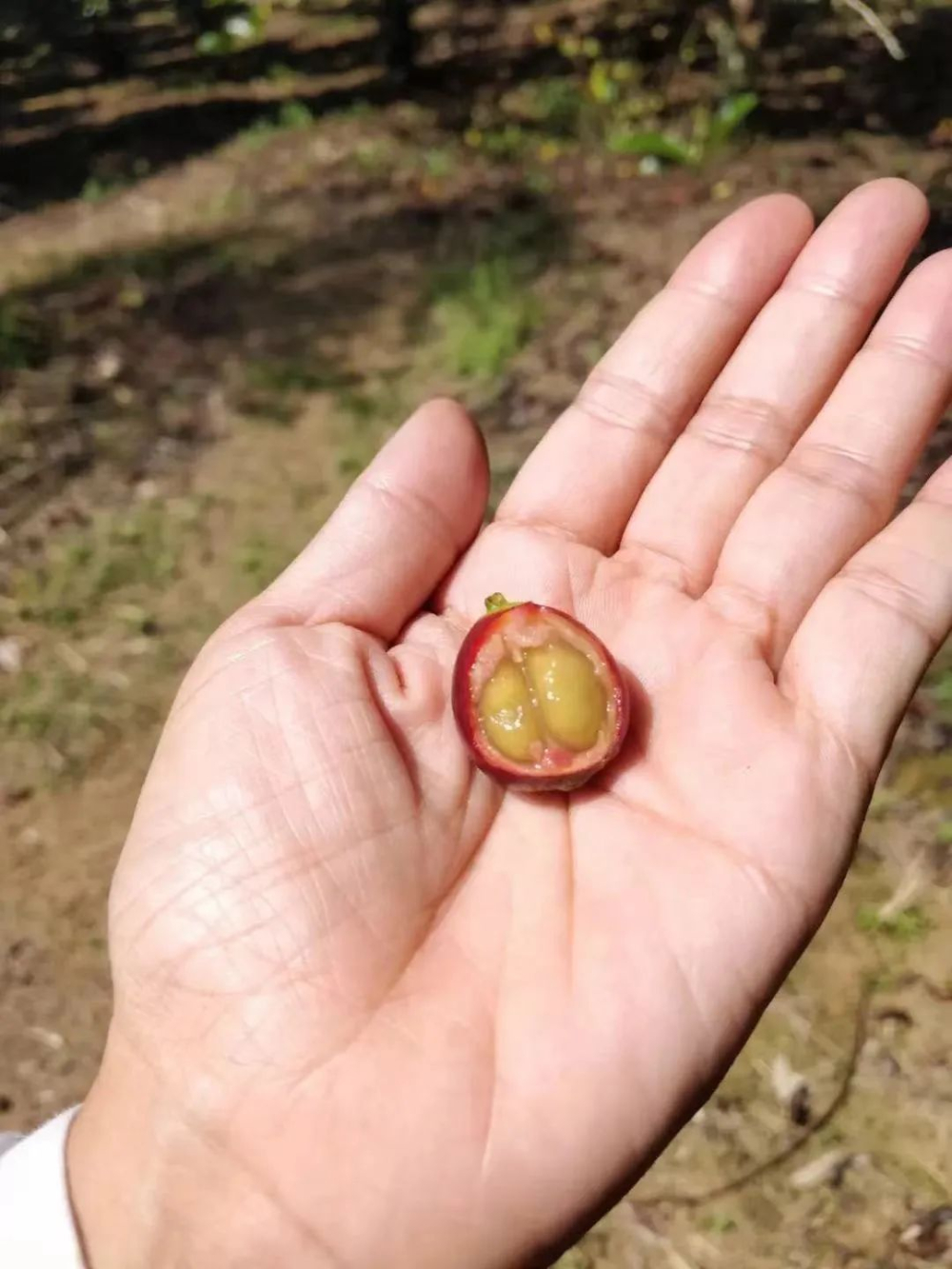 利比里卡为何在菲律宾扎根最深?从大粒种身世到硬汉咖啡的崛起历程 利比里卡为何在菲律宾扎根最深?从大粒种身世到硬汉咖啡的崛起历程