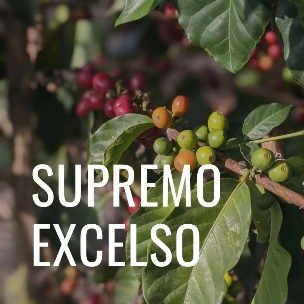 哥伦比亚咖啡生豆分级详解:Supremo与Excelso的含义及目数标准 哥伦比亚咖啡生豆分级详解:Supremo与Excelso的含义及目数标准