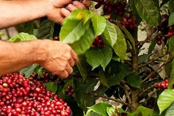 哥伦比亚咖啡11月产量同比增21% 连续三月回升 出口额上涨近三成 哥伦比亚咖啡11月产量同比增21% 连续三月回升 出口额上涨近三成