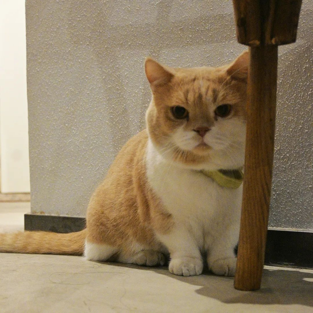 独立咖啡馆转让潮背后:从冲动开店到理性放手,猫咪与梦想何去何从 独立咖啡馆转让潮背后:从冲动开店到理性放手,猫咪与梦想何去何从