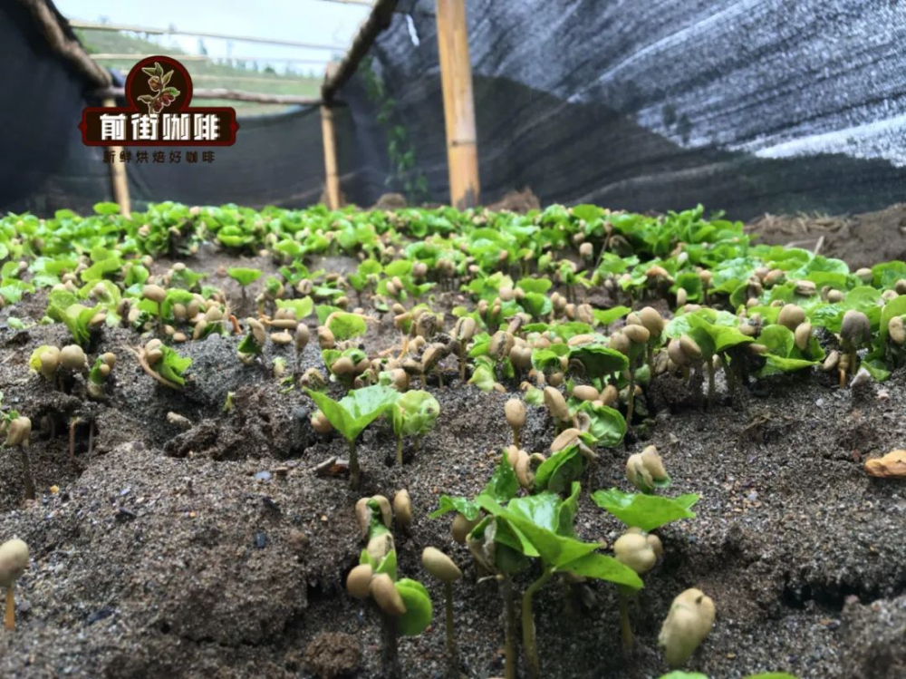 从一粒种子到一杯咖啡：咖啡豆完整生命周期与加工工艺解析