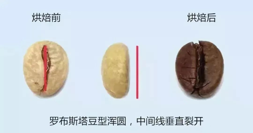 咖啡三大品种解析:罗布斯塔特性、阿拉比卡杂交育种与云南卡蒂姆风味 咖啡三大品种解析:罗布斯塔特性、阿拉比卡杂交育种与云南卡蒂姆风味