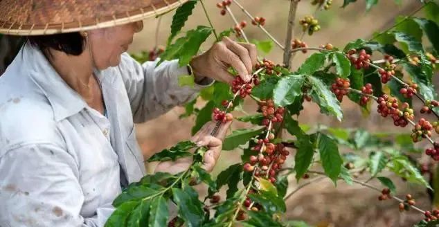 咖啡行情走高之际,雀巢加码越南Tri An工厂1亿美元扩产 咖啡行情走高之际,雀巢加码越南Tri An工厂1亿美元扩产