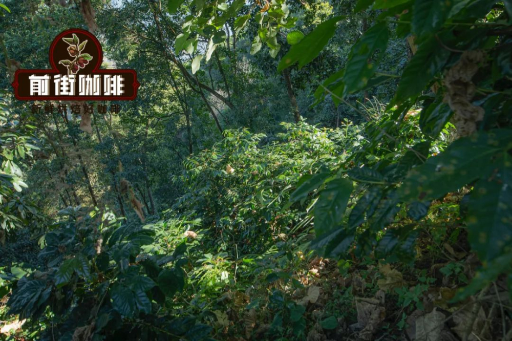 从一粒种子到一杯咖啡：咖啡豆完整生命周期与加工工艺解析