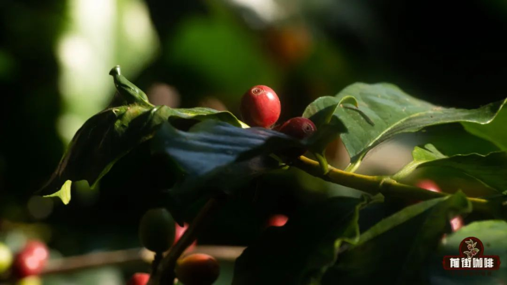 寻访前街咖啡云南庄园:从卡蒂姆到铁皮卡,一杯云南咖啡的风土密码 寻访前街咖啡云南庄园:从卡蒂姆到铁皮卡,一杯云南咖啡的风土密码