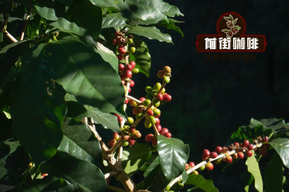 从一粒种子到一杯咖啡：咖啡豆完整生命周期与加工工艺解析