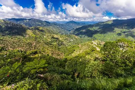 牙买加蓝山咖啡的起源与分级:从历史变迁到蓝山一号风味解析 牙买加蓝山咖啡的起源与分级:从历史变迁到蓝山一号风味解析