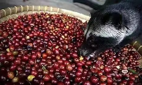 印尼人屎咖啡揭秘:继猫屎咖啡后的猎奇产物,博主试喝当场呕吐 印尼人屎咖啡揭秘:继猫屎咖啡后的猎奇产物,博主试喝当场呕吐