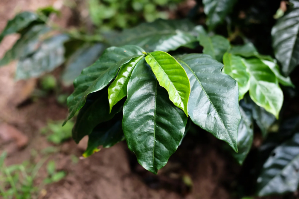 洪都拉斯荔枝兰咖啡豆:白兰地酒桶发酵工艺与产区背景解析 洪都拉斯荔枝兰咖啡豆:白兰地酒桶发酵工艺与产区背景解析
