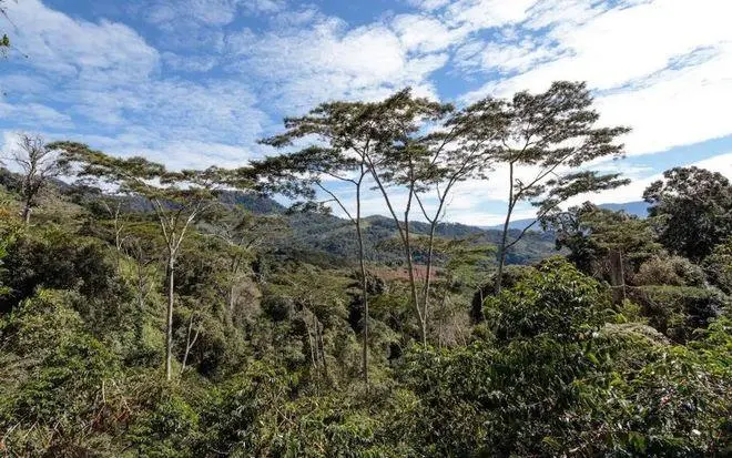 巴布亚新几内亚西部高地西格里庄园天堂鸟咖啡豆产地与风味解析 巴布亚新几内亚西部高地西格里庄园天堂鸟咖啡豆产地与风味解析