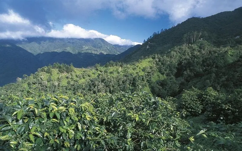 肯尼亚锡卡产区阿萨莉亚处理厂:SL28与SL34品种及K72水洗法深度解析 肯尼亚锡卡产区阿萨莉亚处理厂:SL28与SL34品种及K72水洗法深度解析