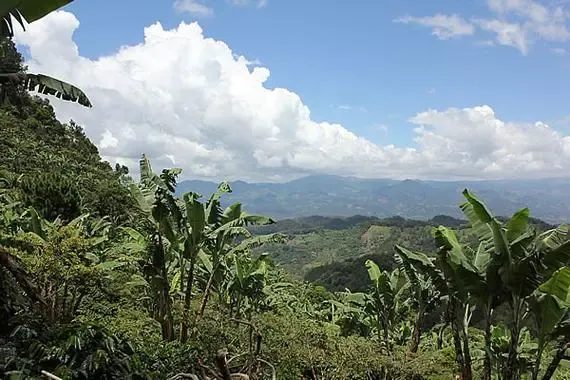 中美洲高山极硬豆之选:危地马拉薇薇特南果水洗咖啡豆入门指南 中美洲高山极硬豆之选:危地马拉薇薇特南果水洗咖啡豆入门指南