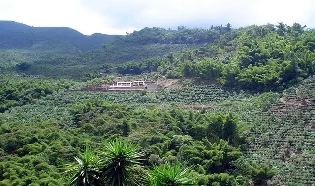 探秘巴拿马波奎特产区:翡翠庄园钻石山咖啡全解析 探秘巴拿马波奎特产区:翡翠庄园钻石山咖啡全解析