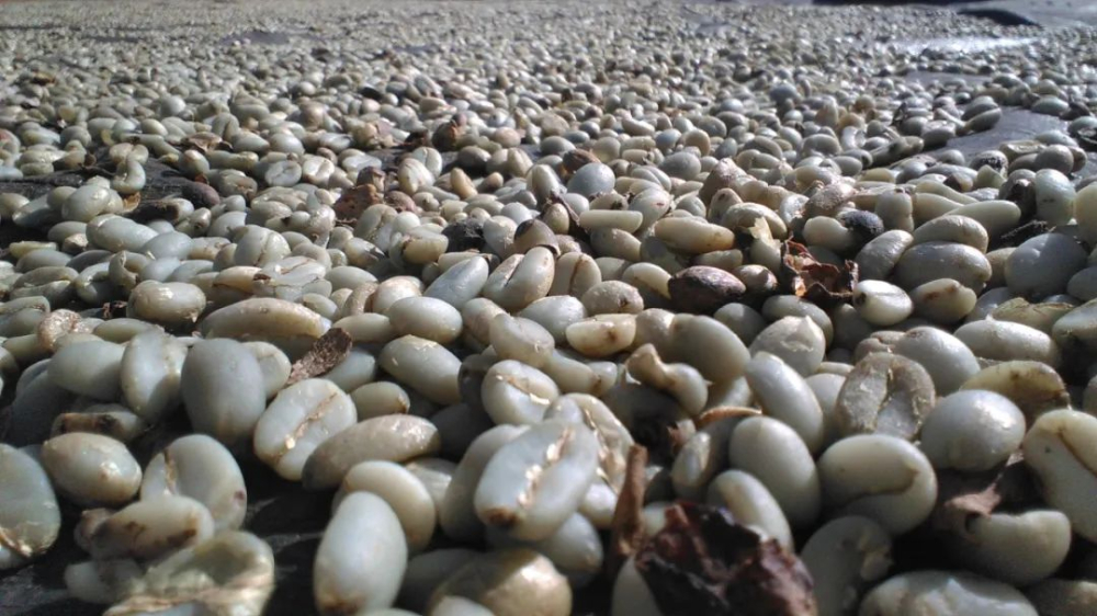 陈年豆究竟为何物？陈年曼特宁有何特别？咖啡陈化处理全解析