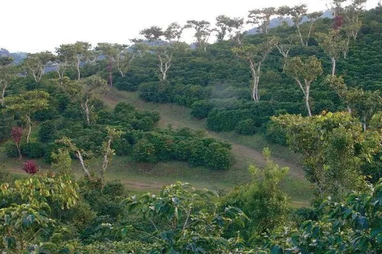 危地马拉安提瓜拉米妮塔庄园花神咖啡豆:产区风土与风味全解析 危地马拉安提瓜拉米妮塔庄园花神咖啡豆:产区风土与风味全解析