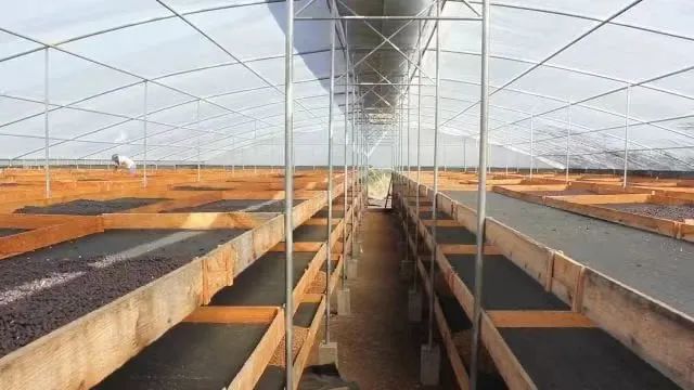 微批次咖啡究竟是什么?从产量到翡翠庄园竞标瑰夏,细说它的多种类型 微批次咖啡究竟是什么?从产量到翡翠庄园竞标瑰夏,细说它的多种类型