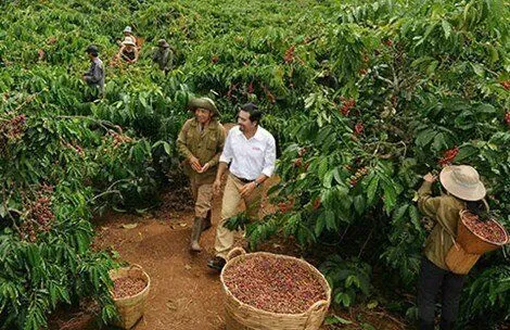 越南罗布斯塔咖啡遭遇减产危机,收购价突破1亿越南盾大关 越南罗布斯塔咖啡遭遇减产危机,收购价突破1亿越南盾大关