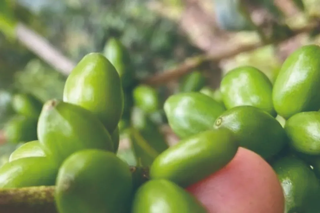 探秘木瓜(Papayo)咖啡品种:哥伦比亚慧兰的稀有新星与风味潜力解析 探秘木瓜(Papayo)咖啡品种:哥伦比亚慧兰的稀有新星与风味潜力解析
