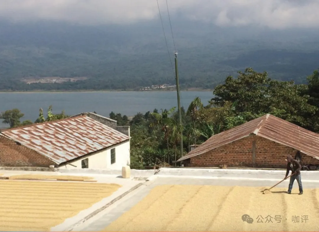 危地马拉新东方产区瑰夏咖啡豆全面解析:产地风土、品种特性与冲煮建议 危地马拉新东方产区瑰夏咖啡豆全面解析:产地风土、品种特性与冲煮建议