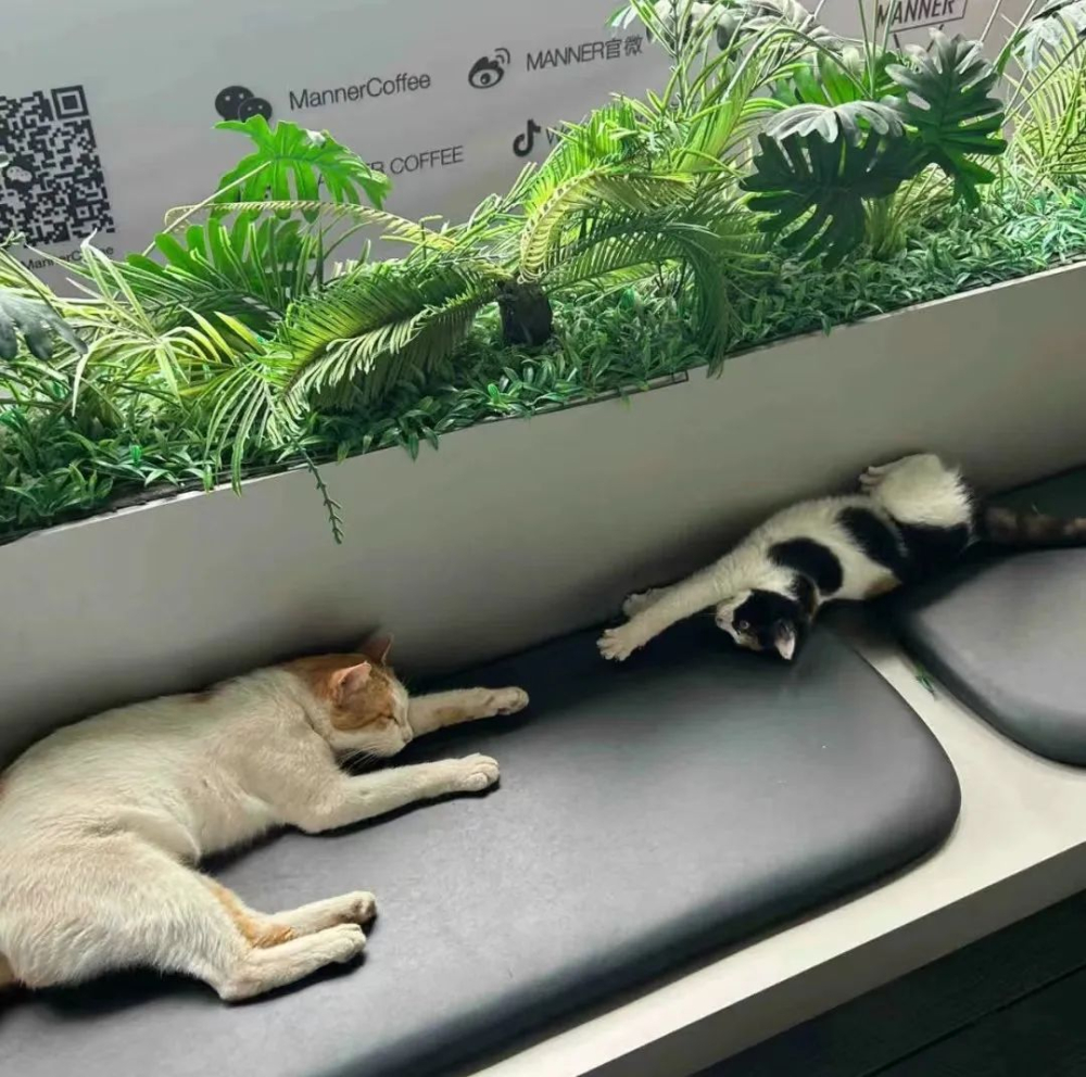 MANNER咖啡师收留流浪猫走红,广州天河城门店成新晋撸猫聚集地 MANNER咖啡师收留流浪猫走红,广州天河城门店成新晋撸猫聚集地
