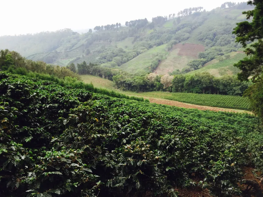 探秘哥斯达黎加塔拉珠高地:沃庄园Finca Voo的咖啡种植与COE竞赛佳绩 探秘哥斯达黎加塔拉珠高地:沃庄园Finca Voo的咖啡种植与COE竞赛佳绩