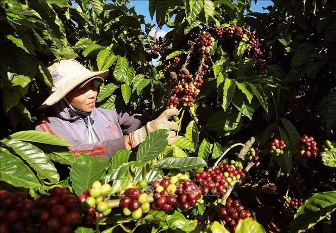 越南咖啡上半年出口额32.2亿美元,出口商威拿却报亏损,累计损失超万亿盾 越南咖啡上半年出口额32.2亿美元,出口商威拿却报亏损,累计损失超万亿盾