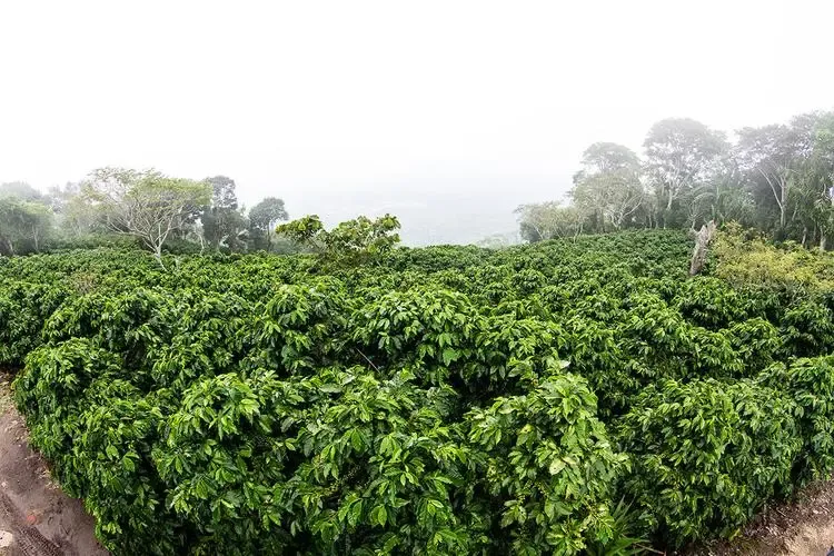 萨尔瓦多阿帕内卡-伊拉马特佩克产区解析:火山土壤、历史变迁与天使庄园 萨尔瓦多阿帕内卡-伊拉马特佩克产区解析:火山土壤、历史变迁与天使庄园