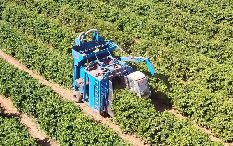 巴西咖啡产区遭遇持续干旱,收获进度超前但产量堪忧,价格全面走高 巴西咖啡产区遭遇持续干旱,收获进度超前但产量堪忧,价格全面走高