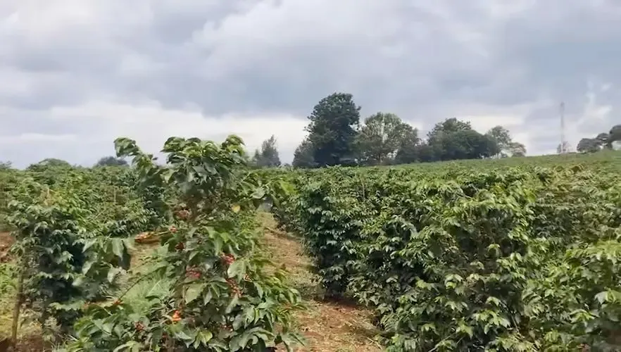 肯尼亚涅里咖啡产区深度解析:从殖民历史到火山土壤的风味密码 肯尼亚涅里咖啡产区深度解析:从殖民历史到火山土壤的风味密码