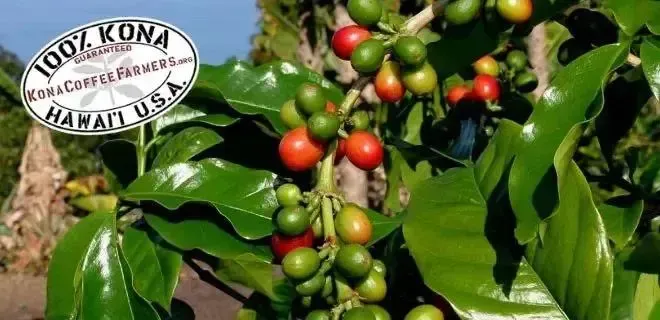 夏威夷科纳咖啡为何价格高昂?一文读懂其独特风土与发展历程 夏威夷科纳咖啡为何价格高昂?一文读懂其独特风土与发展历程