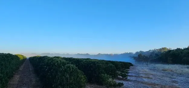巴西中南部寒潮霜冻创低温纪录,咖啡产区受威胁引发期货价格大涨 巴西中南部寒潮霜冻创低温纪录,咖啡产区受威胁引发期货价格大涨