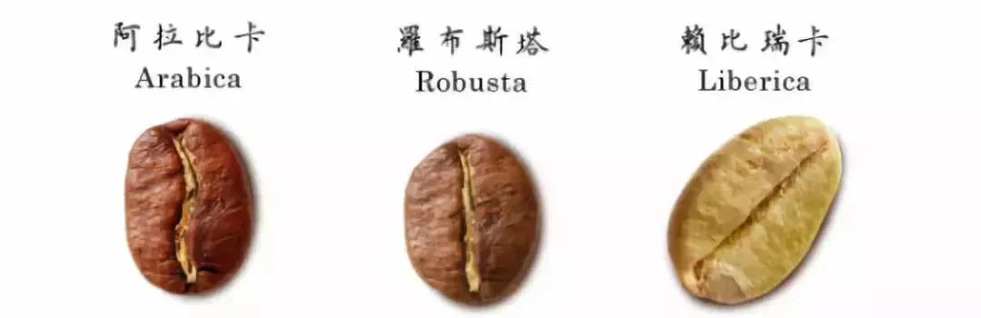阿拉比卡咖啡的三大经典品种:铁皮卡、波旁与瑰夏的起源、特征与传播历程 阿拉比卡咖啡的三大经典品种:铁皮卡、波旁与瑰夏的起源、特征与传播历程