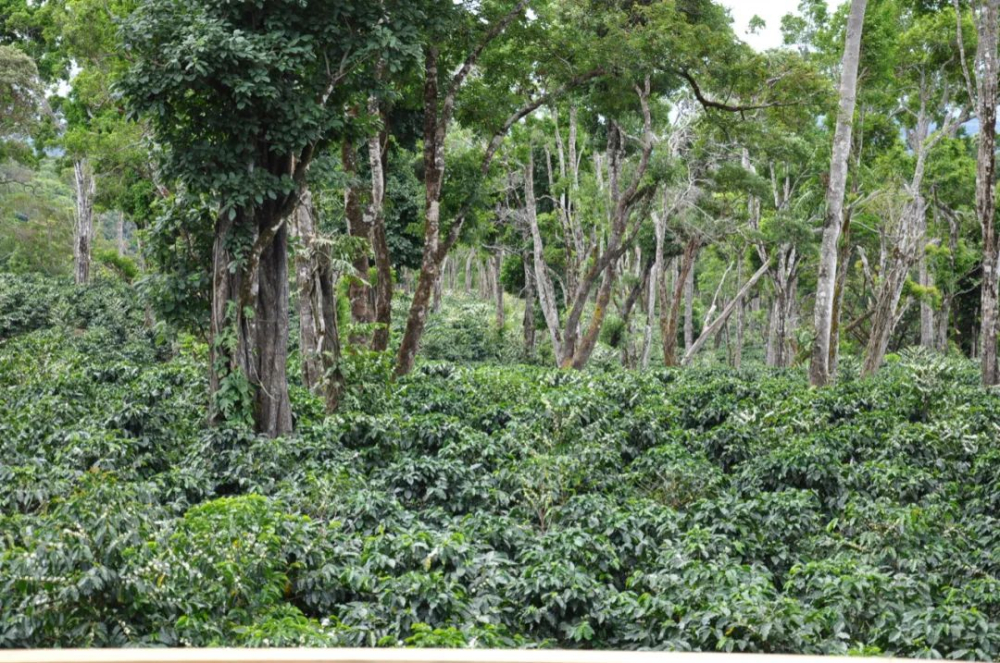 翡翠庄园钻石山咖啡豆解析：巴拿马名庄的非瑰夏品牌与风味特征