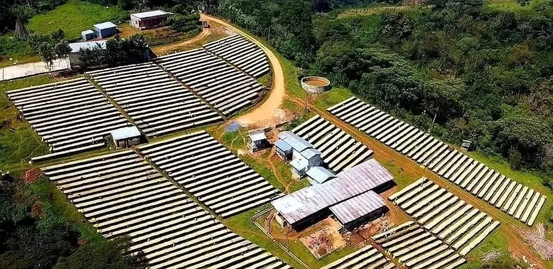 探寻埃塞俄比亚耶加雪菲:从产区渊源到水洗工艺的完整解析 探寻埃塞俄比亚耶加雪菲:从产区渊源到水洗工艺的完整解析