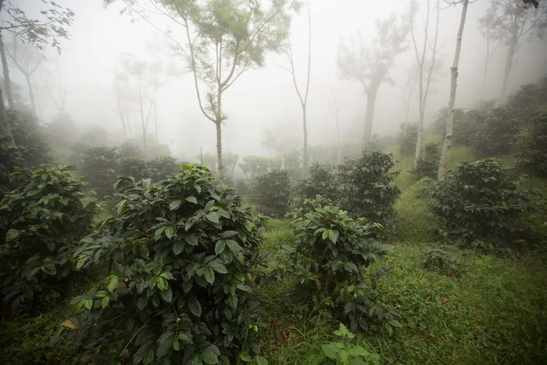 危地马拉咖啡产区特色与生豆分级体系全解析,附前街口粮豆推荐 危地马拉咖啡产区特色与生豆分级体系全解析,附前街口粮豆推荐