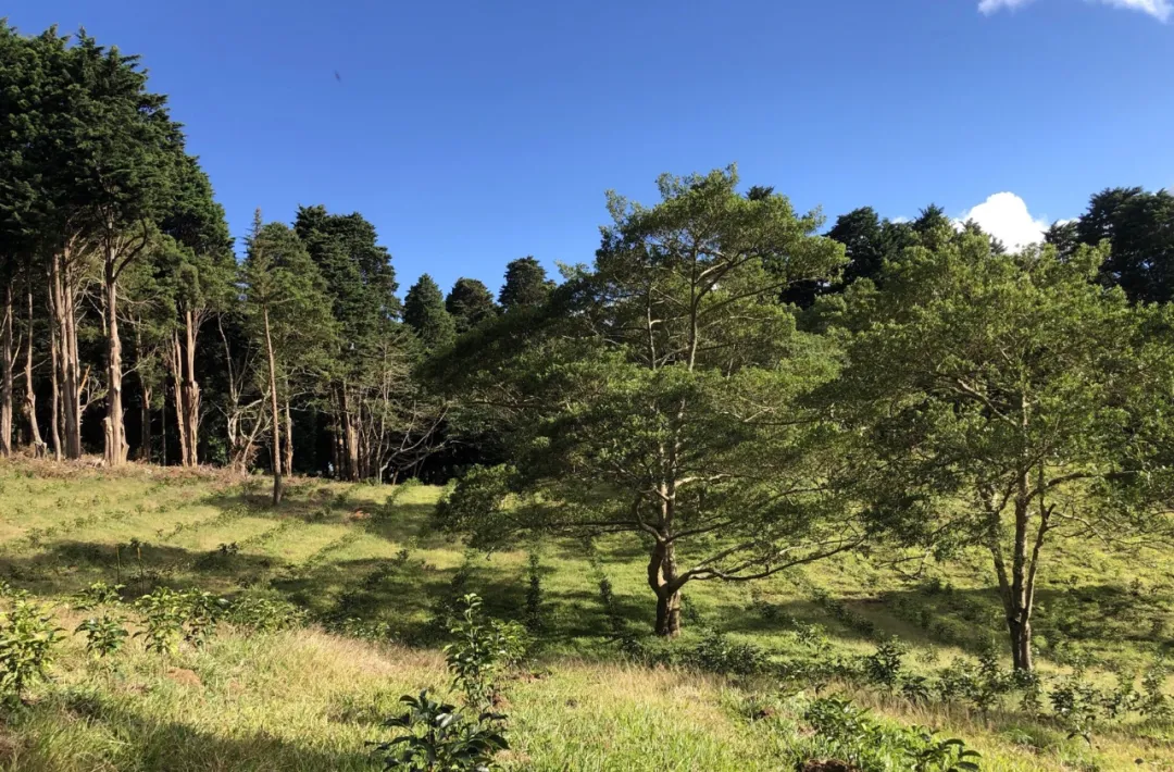 哥斯达黎加七大咖啡产区全解析：从塔拉珠到中央山谷的风土密码