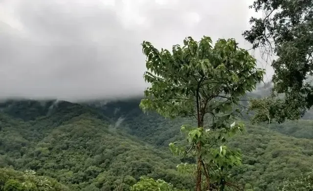 墨西哥咖啡产业巡礼:韦拉克鲁斯州产区风土与La Perla农场解析 墨西哥咖啡产业巡礼:韦拉克鲁斯州产区风土与La Perla农场解析