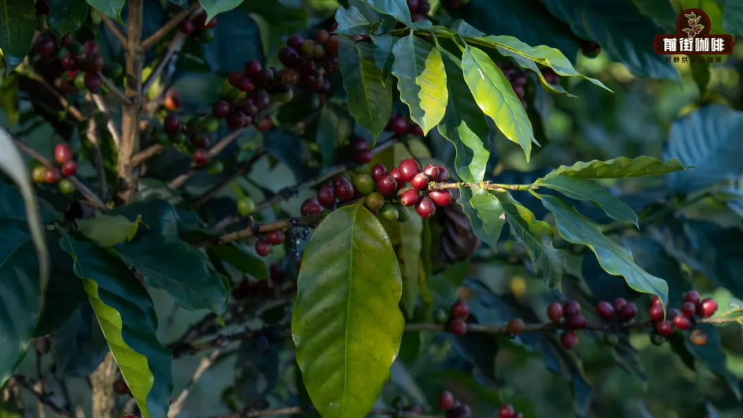 咖啡果皮茶Cascara是什么？从果皮处理到冲泡比例与浓度控制全解析