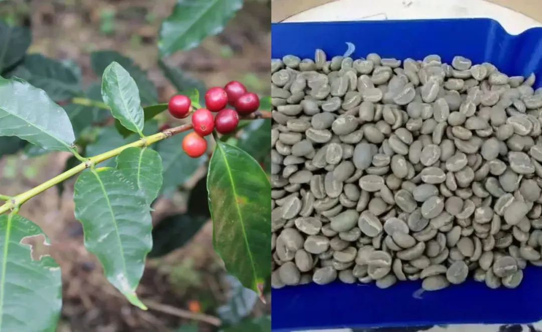 阿拉比卡咖啡的三大经典品种:铁皮卡、波旁与瑰夏的起源、特征与传播历程 阿拉比卡咖啡的三大经典品种:铁皮卡、波旁与瑰夏的起源、特征与传播历程