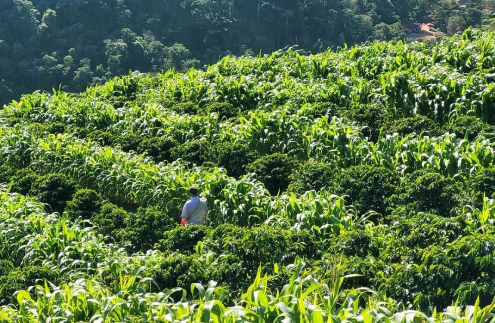 巴西咖啡产区布局与米纳斯州种植优势全解析 巴西咖啡产区布局与米纳斯州种植优势全解析