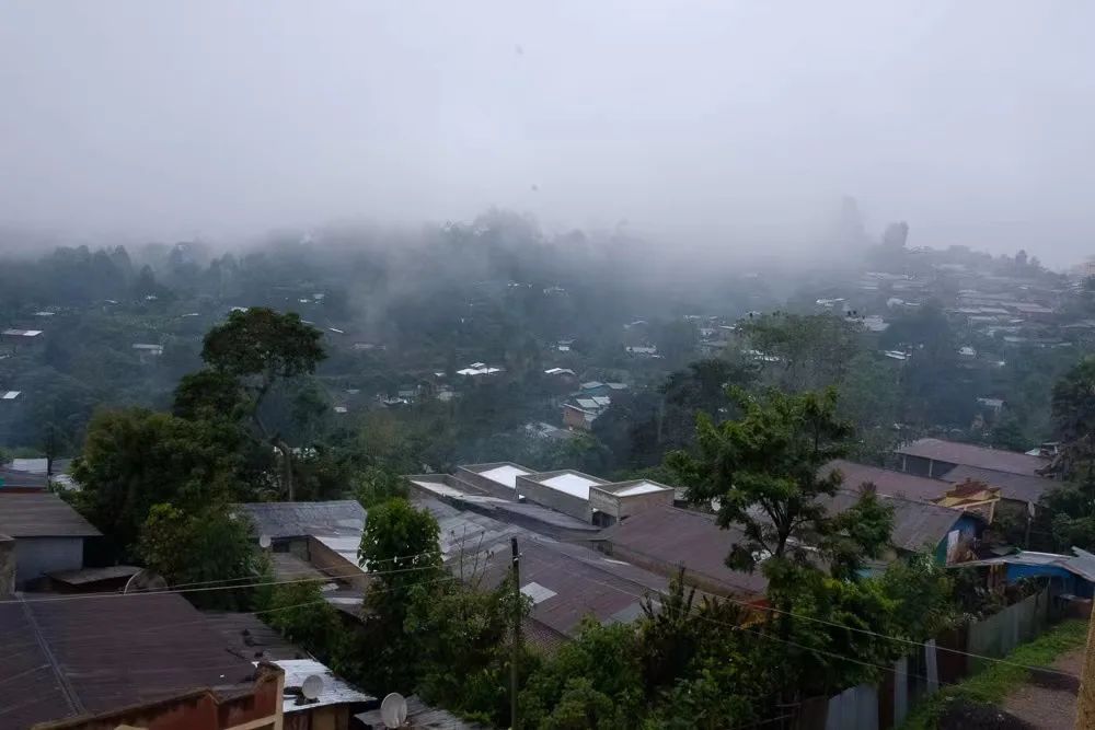 埃塞俄比亚咖啡与瑰夏品种对比:卡法原始森林水洗豆风味特点及V60冲煮方法 埃塞俄比亚咖啡与瑰夏品种对比:卡法原始森林水洗豆风味特点及V60冲煮方法