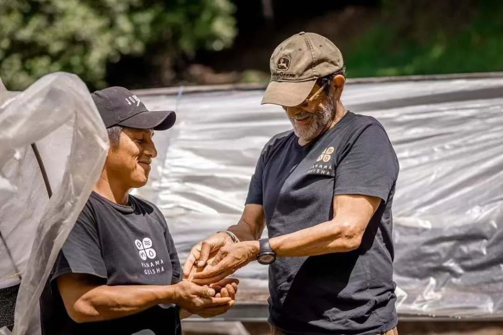 巴拿马极光庄园瑰夏深度解析：BOP冠军庄园的铁人传奇与卡特琳娜风味