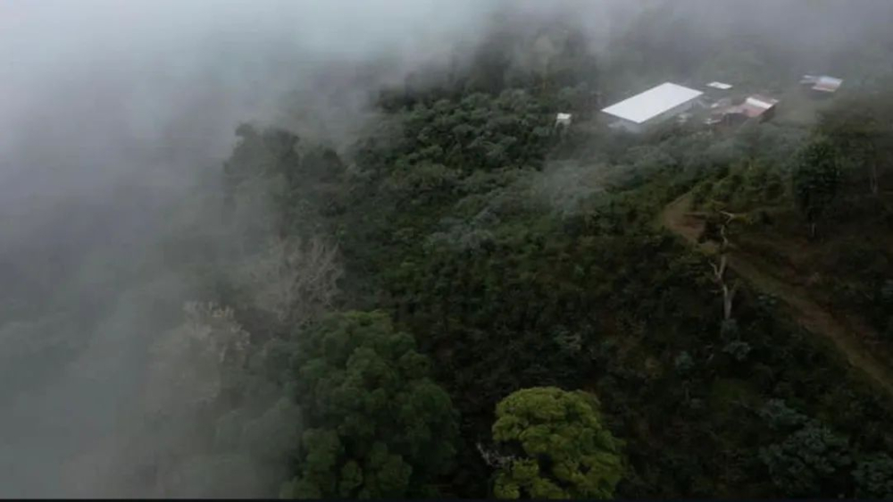 巴拿马驴子庄园瑰夏咖啡风味全解析:百年名庄的日晒处理与杯测表现 巴拿马驴子庄园瑰夏咖啡风味全解析:百年名庄的日晒处理与杯测表现