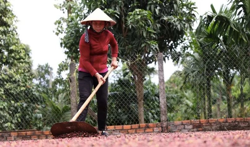 越南咖啡新产季预计减产10%,拉尼娜现象或加剧市场波动 越南咖啡新产季预计减产10%,拉尼娜现象或加剧市场波动