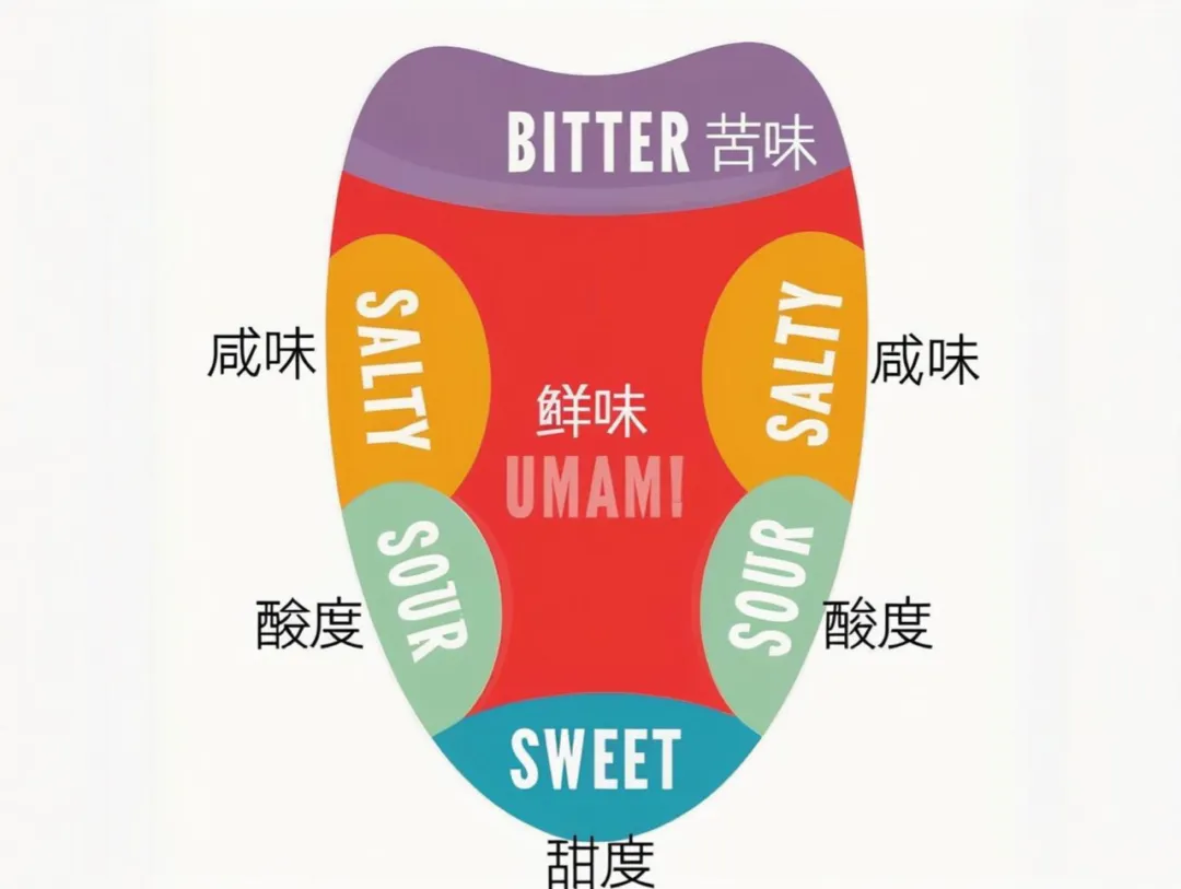 咖啡回甘的科学解读：喝完咖啡再喝水为何更甜？味蕾分布与味觉机制